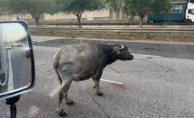 青朗公路有牛隻被車撞倒，重傷在路中心徘徊，元朗一帶交通擠塞。FB圖片