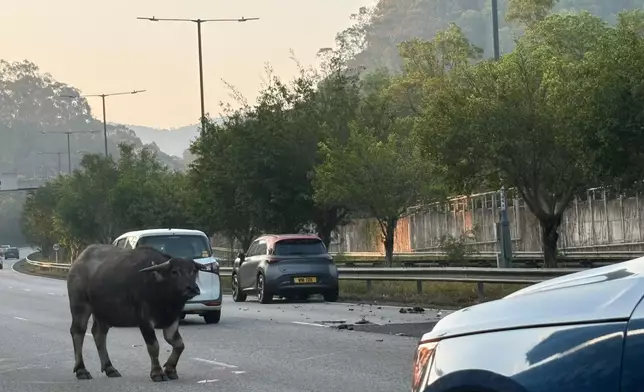 青朗公路有牛隻被車撞倒，重傷在路中心徘徊，元朗一帶交通擠塞。FB圖片
