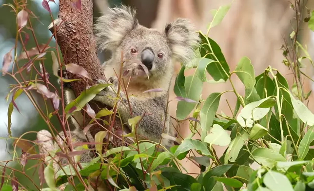 Joey搞笑指樹熊年紀細過Jinny。