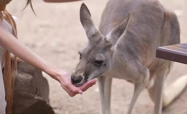 Joey指着袋鼠對Jinny說：佢個樣同你一樣咁黑面！