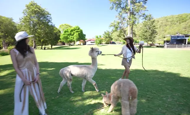 三人及後前往Scenic Rim的雷明頓國家公園與羊駝齊齊行街。