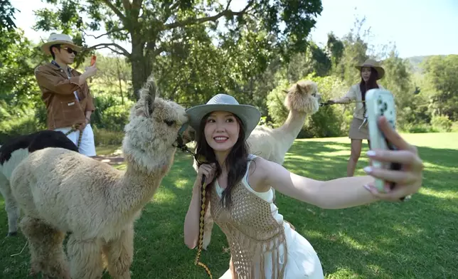 三人及後前往Scenic Rim的雷明頓國家公園與羊駝齊齊行街。