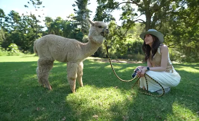 三人及後前往Scenic Rim的雷明頓國家公園與羊駝齊齊行街。