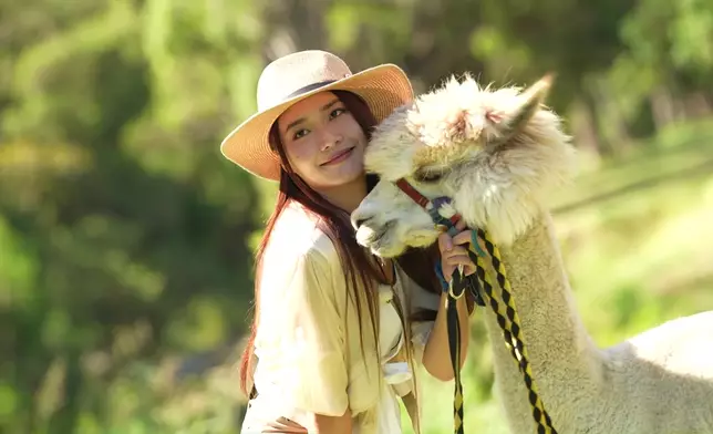 三人及後前往Scenic Rim的雷明頓國家公園與羊駝齊齊行街。
