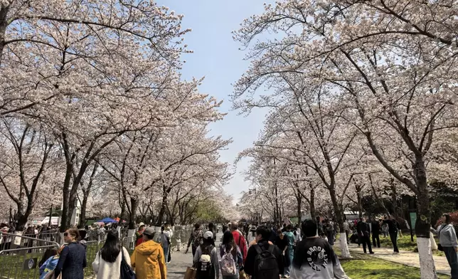 揚州櫻花盛放。小紅書圖片