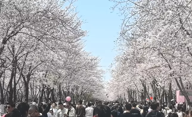 揚州櫻花盛放。小紅書圖片