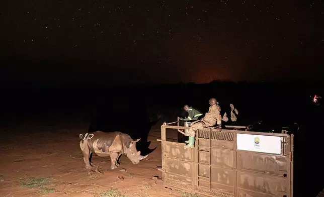 2026年3月17日周二，一隻南方白犀牛站在運輸箱外，牠是從烏干達一個私人牧場遷往基迪坡河谷國家公園（Kidepo Valley National Park）。 (美聯社圖片/Moses Dipak) AP圖片