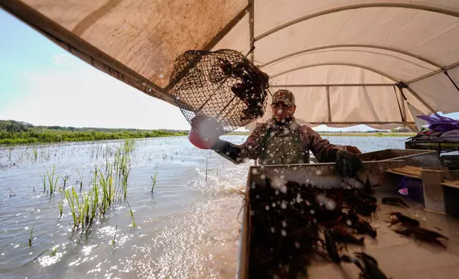 胡安安東尼奧在路易斯安那州克勞利的一個小龍蝦池塘收穫小龍蝦陷阱，2026年3月19日周四。（美聯社圖片/Gerald Herbert） AP圖片