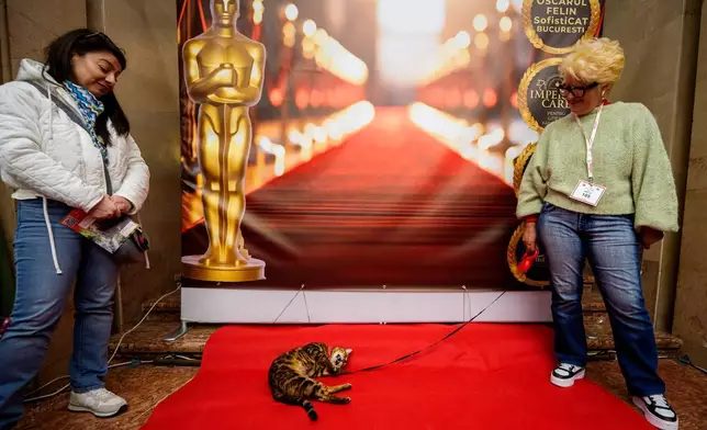 一隻名為崔斯坦（Tristan）的孟加拉貓，在羅馬尼亞布加勒斯特舉行的「貓咪奧斯卡」國際貓咪選美大賽上，於奧斯卡主題的拍照背景前磨蹭紅地毯。該比賽於2026年3月21日（周六）舉行，吸引逾200隻貓咪參與。(美聯社圖片/Andreea Alexandru) AP圖片