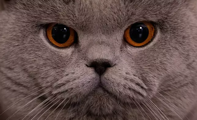 一隻名為甘道夫（Gandalf）的英國短毛貓，在羅馬尼亞布加勒斯特舉行的「貓咪奧斯卡」國際貓咪選美大賽評審環節中凝視。該比賽於2026年3月21日（周六）舉行，吸引逾200隻貓咪參與。(美聯社圖片/Vadim Ghirda) AP圖片