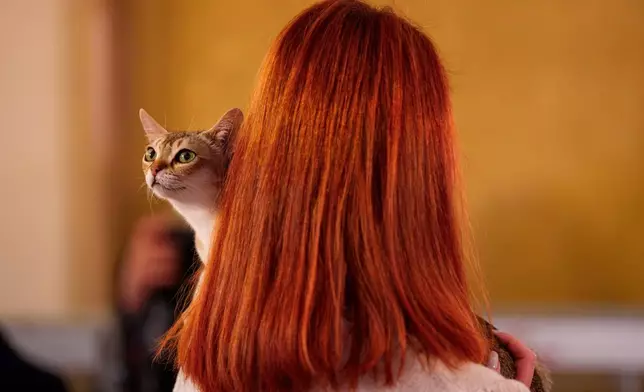 一名女子在羅馬尼亞布加勒斯特舉行的「貓咪奧斯卡」國際貓咪選美大賽上，抱著一隻新加坡貓。該比賽於2026年3月21日（周六）舉行，吸引逾200隻貓咪參與。(美聯社圖片/Andreea Alexandru) AP圖片