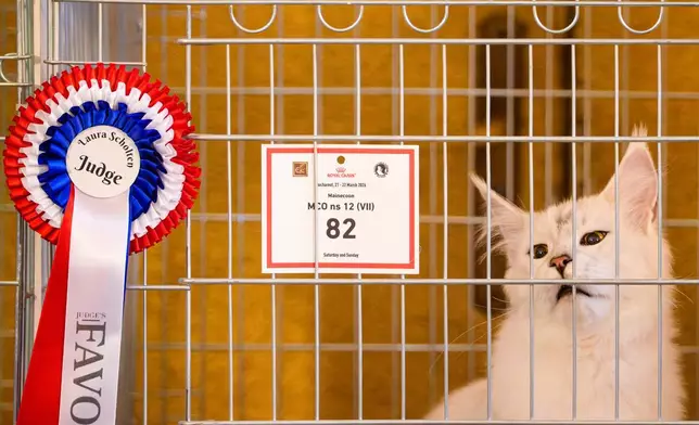 一隻獲獎貓咪在羅馬尼亞布加勒斯特舉行的「貓咪奧斯卡」國際貓咪選美大賽上，於籠中喵喵叫。該比賽於2026年3月21日（周六）舉行，吸引逾200隻貓咪參與。(美聯社圖片/Andreea Alexandru) AP圖片