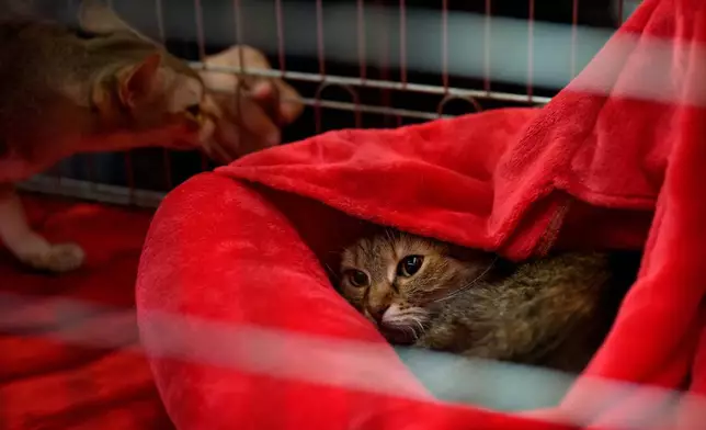 2026年3月21日周六，羅馬尼亞布加勒斯特舉行一場國際貓隻選美大賽，被譽為「貓界奧斯卡」，吸引逾200隻貓咪參與。圖為一隻貓從其貓窩中探頭張望。(美聯社圖片/Andreea Alexandru) AP圖片