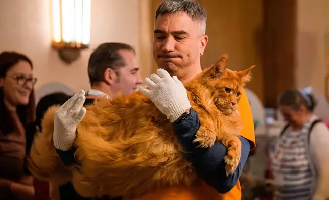 一名男子在羅馬尼亞布加勒斯特舉行的「貓咪奧斯卡」國際貓咪選美大賽評審環節中，抱著一隻緬因貓。該比賽於2026年3月21日（周六）舉行，吸引逾200隻貓咪參與。(美聯社圖片/Andreea Alexandru) AP圖片