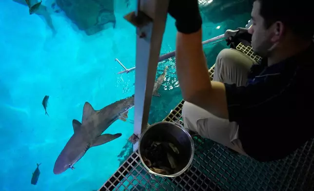 水族師利沙治（Robert LeSage）於2026年3月11日周三，在拉斯維加斯曼德勒海灣酒店賭場的鯊魚礁水族館餵飼鯊魚。(美聯社圖片/John Locher) AP圖片