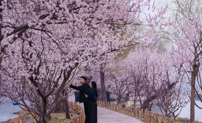 2026年3月23日周一，中國北京頤和園內，遊客在盛開的桃花小徑旁拍照，享受和煦天氣與季節花卉。(美聯社圖片/Vincent Thian) AP圖片