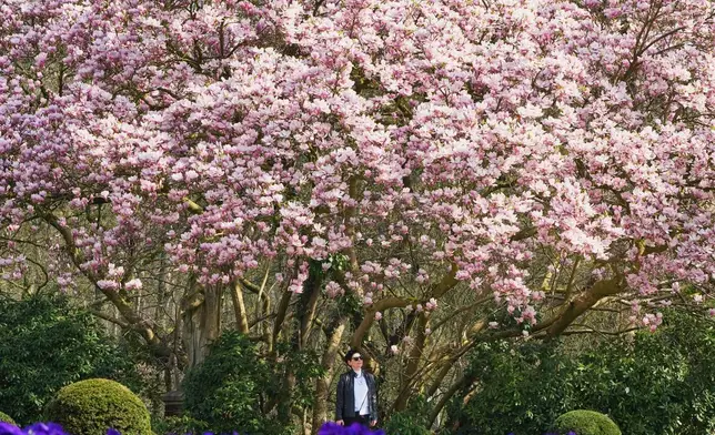 2026年3月23日周一，德國蓋爾森基興（Gelsenkirchen）一個公園內，一名女子在陽光普照的春日，站在一棵盛開的玉蘭樹下。(美聯社圖片/Martin Meissner) AP圖片