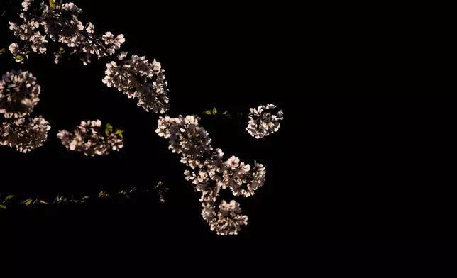2026年3月26日周四，華盛頓的櫻花樹正值盛開期。(美聯社圖片/Allison Robbert) AP圖片
