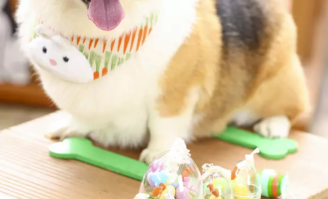 寵主必玩毛孩Egg Hunt Pawty