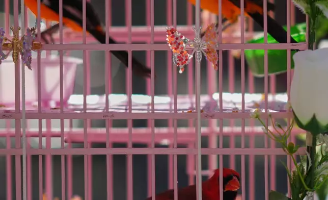 2026年3月29日周日，在墨西哥城雀鳥商販年度朝聖瓜達盧佩聖母聖殿前，雀鳥棲息於籠中。(美聯社圖片/愛德華多·維爾杜戈) AP圖片