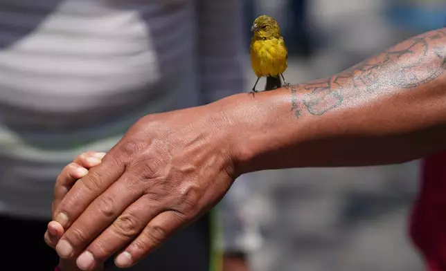2026年3月29日周日，在墨西哥城雀鳥商販年度朝聖瓜達盧佩聖母聖殿期間，一隻雀鳥棲息在一名人士的手臂上。(美聯社圖片/愛德華多·維爾杜戈) AP圖片