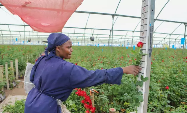 2026年3月24日，肯尼亞卡賈多（Kajiado）伊西尼亞玫瑰農場（Isinya Roses farm），多卡斯萬賈拉（Dorcas Wanjala）正在量度準備出口的玫瑰。肯尼亞花卉業因伊朗戰爭導致需求下降及航運受阻，每周損失高達140萬美元。AP圖片
