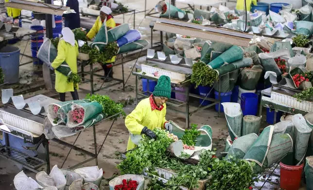 2026年3月24日，肯尼亞卡賈多（Kajiado）伊西尼亞玫瑰農場（Isinya Roses farm），33歲的諾拉武圖卡（Norah Vutukha）正在為準備出口的鮮切花分級。肯尼亞花卉業因伊朗戰爭導致需求下降及航運受阻，每周損失高達140萬美元。AP圖片