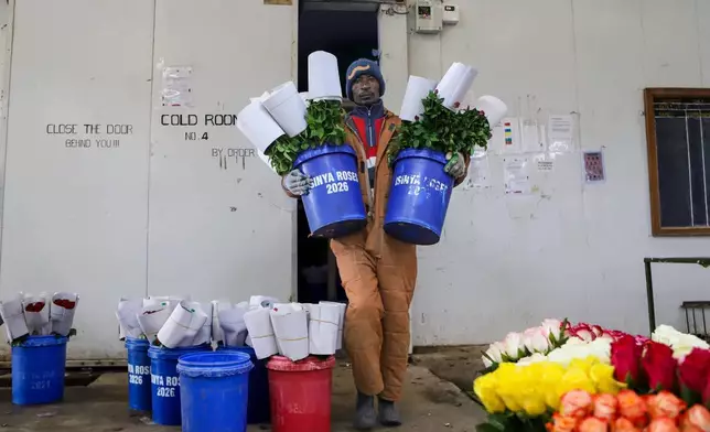 2026年3月24日，肯尼亞卡賈多（Kajiado）伊西尼亞玫瑰農場（Isinya Roses farm），40歲的本森米西庫（Benson Misikhu）正將鮮花從冷藏室搬出。肯尼亞花卉業因伊朗戰爭導致需求下降及航運受阻，每周損失高達140萬美元。AP圖片