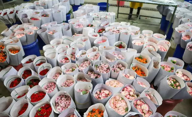 2026年3月24日，肯尼亞卡賈多（Kajiado）伊西尼亞玫瑰農場（Isinya Roses farm），鮮花正等待付運。肯尼亞花卉業因伊朗戰爭導致需求下降及航運受阻，每周損失高達140萬美元。AP圖片