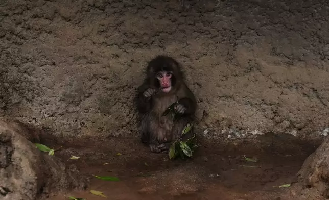 Punch在猴子遊樂場進食。Hiro Komae攝/AP圖片