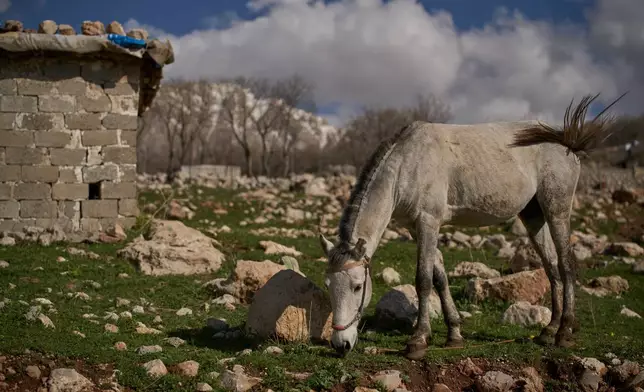 2026年3月17日，周二，在伊拉克哈拉卜賈附近山區的一個村莊大院內，一匹用於伊拉克-伊朗跨境走私的馬匹。(美聯社圖片/利奧·科雷亞) AP圖片