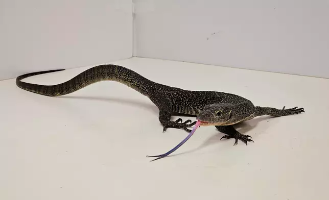 漁護署突擊行動檢獲十四隻瀕危爬行動物 政府新聞處圖片