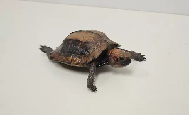 漁護署突擊行動檢獲十四隻瀕危爬行動物 政府新聞處圖片