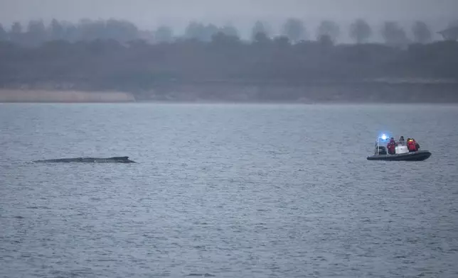 一艘警用充氣艇駛近一條躺臥在德國維斯馬灣（Wismar Bay）的座頭鯨。攝於2026年3月30日周一。(美聯社圖片/Philip Dulian) AP圖片