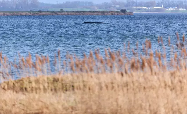 德國波羅的海（Baltic Sea）一條座頭鯨近日多次擱淺，周二（3月31日）再次受困，圖為牠在德國魏滕多夫-霍夫（Weitendorf-Hof）珀爾島（Poel）附近。（美聯社圖片/Marcus Golejewski） AP圖片