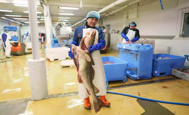 (美聯社圖片/Evgeniy Maloletka) 皇家格陵蘭海產公司的一名工人在格陵蘭努克搬運鱈魚。攝於2026年1月21日。 AP圖片