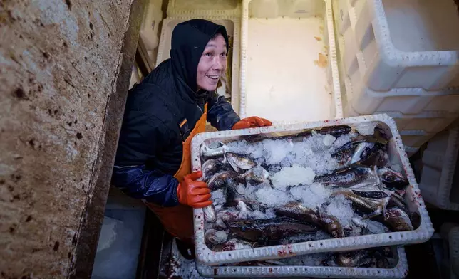 (美聯社圖片/Evgeniy Maloletka) 一名漁民在格陵蘭努克港口從船上卸下裝有魚的箱子。攝於2026年1月22日。 AP圖片
