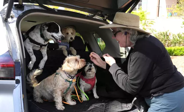2026年3月26日，狗狗喇嘛寵物護理公司（Doggy Lama Pet Care）負責人肯尼菲克（Molly Kenefick）在加州奧克蘭（Oakland）的車廂後座，向客戶的狗隻餵食零食。(美聯社圖片/Terry Chea) AP圖片