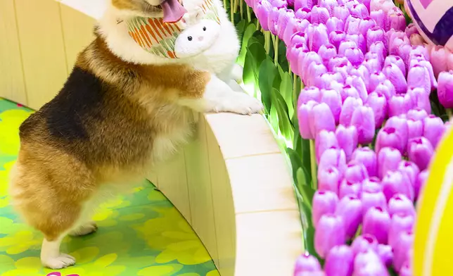 夢幻鬱金香花圃