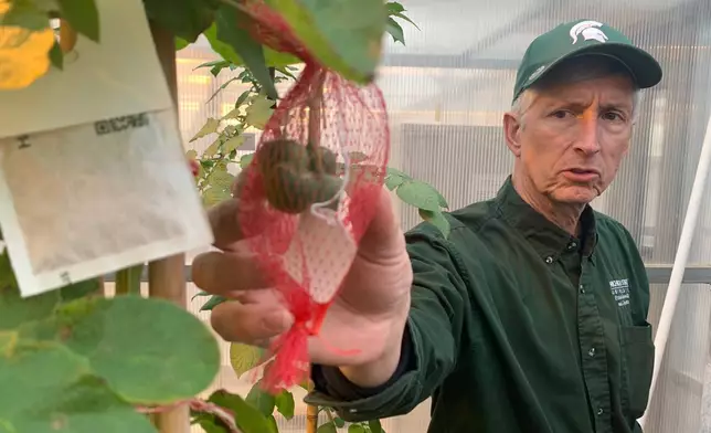 密歇根州立大學教授兼該校馬鈴薯育種與遺傳學計劃負責人大衛杜奇斯，於2026年3月24日周二在密歇根州東蘭辛的校園溫室檢查物品。(美聯社圖片/Mike Householder) AP圖片