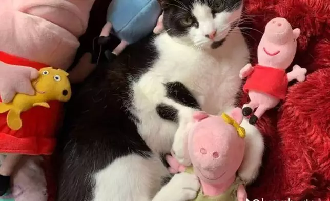 賓士貓因不滿飼主帶狗外出用餐錯過放飯時間竟一路「追蹤」到餐廳喵喵叫抗議。TikTok圖片