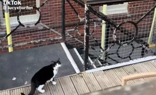 賓士貓因不滿飼主帶狗外出用餐錯過放飯時間竟一路「追蹤」到餐廳喵喵叫抗議。TikTok圖片