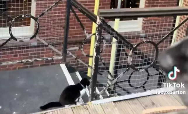 賓士貓因不滿飼主帶狗外出用餐錯過放飯時間竟一路「追蹤」到餐廳喵喵叫抗議。TikTok圖片