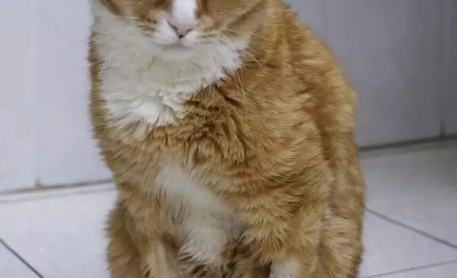 2隻流浪貓貓因極端嚴寒致四肢壞死遭截肢，獲植入3D義肢後奇蹟重生。圖片翻攝Reuters