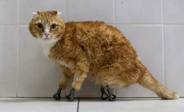 2隻流浪貓貓因極端嚴寒致四肢壞死遭截肢，獲植入3D義肢後奇蹟重生。圖片翻攝Reuters