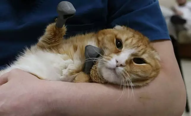 2隻流浪貓貓因極端嚴寒致四肢壞死遭截肢，獲植入3D義肢後奇蹟重生。圖片翻攝Reuters