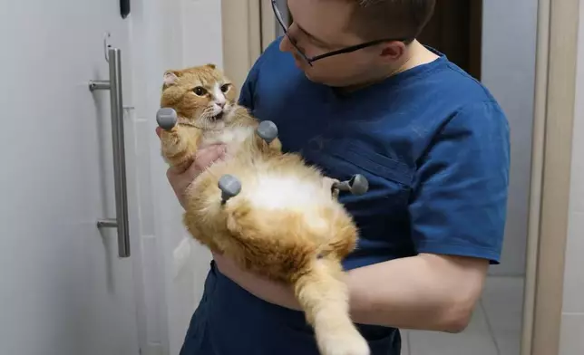 2隻流浪貓貓因極端嚴寒致四肢壞死遭截肢，獲植入3D義肢後奇蹟重生。圖片翻攝Reuters