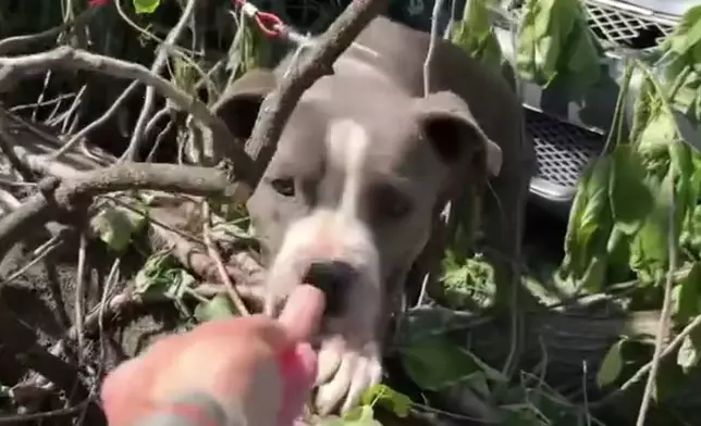 狗狗頸繫鐵鏈被壓樹下多日無法動彈，救援人員到場救出助迎新生。網上圖片