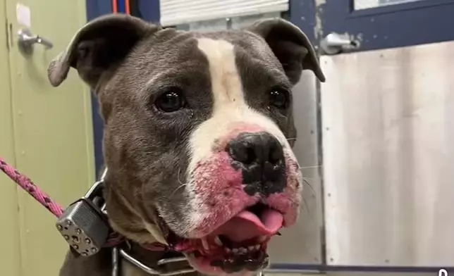 狗狗頸繫鐵鏈被壓樹下多日無法動彈，救援人員到場救出助迎新生。網上圖片