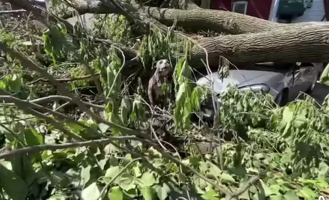 狗狗頸繫鐵鏈被壓樹下多日無法動彈，救援人員到場救出助迎新生。網上圖片